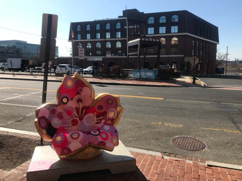 Full Circle Blossom @ Anacostia